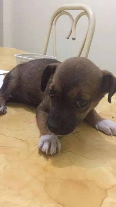 Cachorro raça Desconhecida idade Abaixo de 2 meses nome Preto