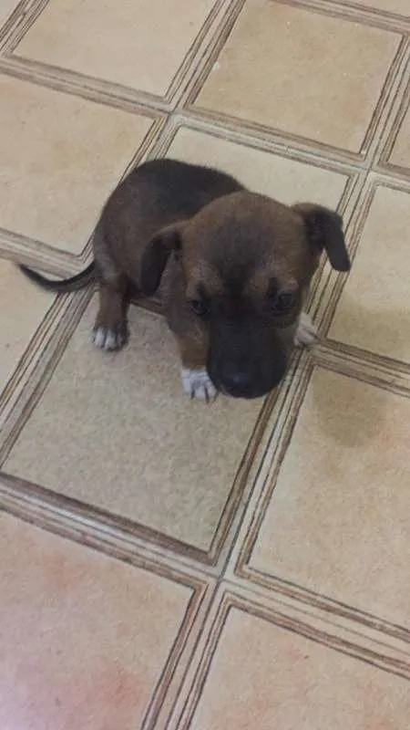 Cachorro raça Desconhecida idade Abaixo de 2 meses nome Preto