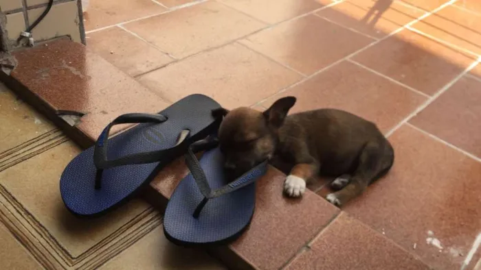 Cachorro raça Desconhecida idade Abaixo de 2 meses nome Preto