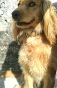 Teddy