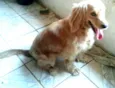 Teddy