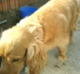 Teddy