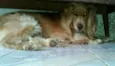 Teddy