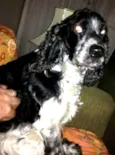 Zé 