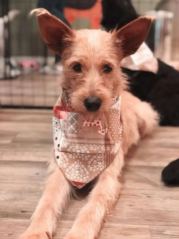 Cachorro ra a SRD idade 4 anos nome Estopinha