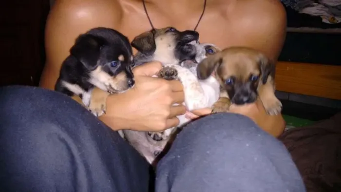 Cachorro ra a Vira-lata com bassett idade Abaixo de 2 meses nome Sem nome