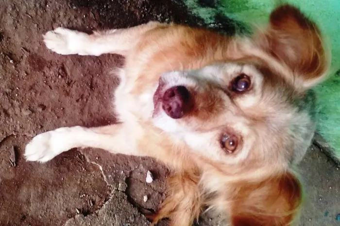 Cachorro ra a SRD idade 6 ou mais anos nome Sansão