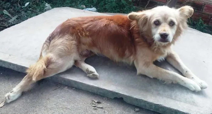 Cachorro ra a SRD idade 6 ou mais anos nome Sansão