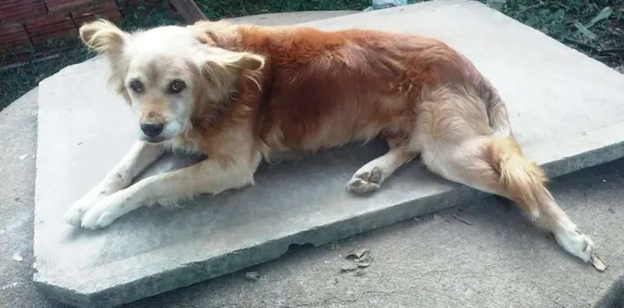 Cachorro ra a SRD idade 6 ou mais anos nome Sansão