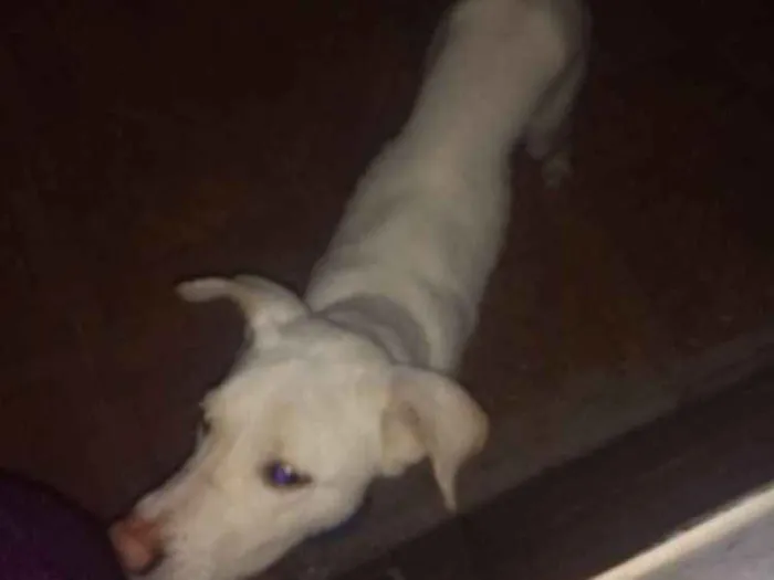 Cachorro ra a Pastor alemão  idade 7 a 11 meses nome Zeus