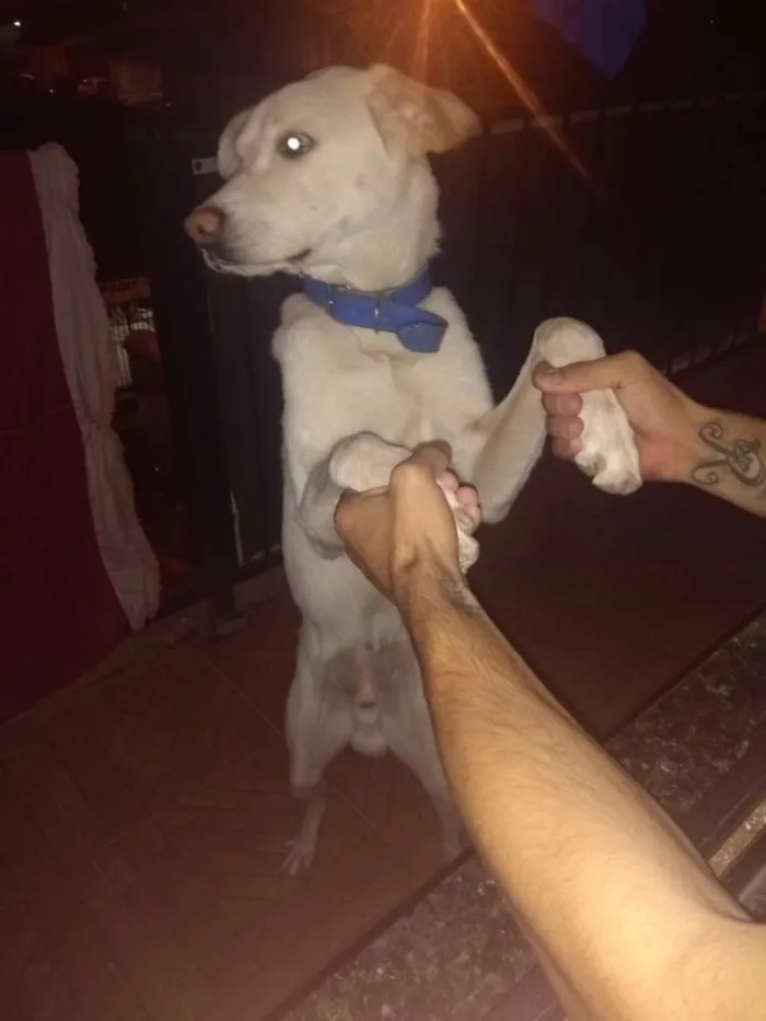 Cachorro ra a Pastor alemão  idade 7 a 11 meses nome Zeus