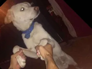 Cachorro raça Pastor alemão  idade 7 a 11 meses nome Zeus