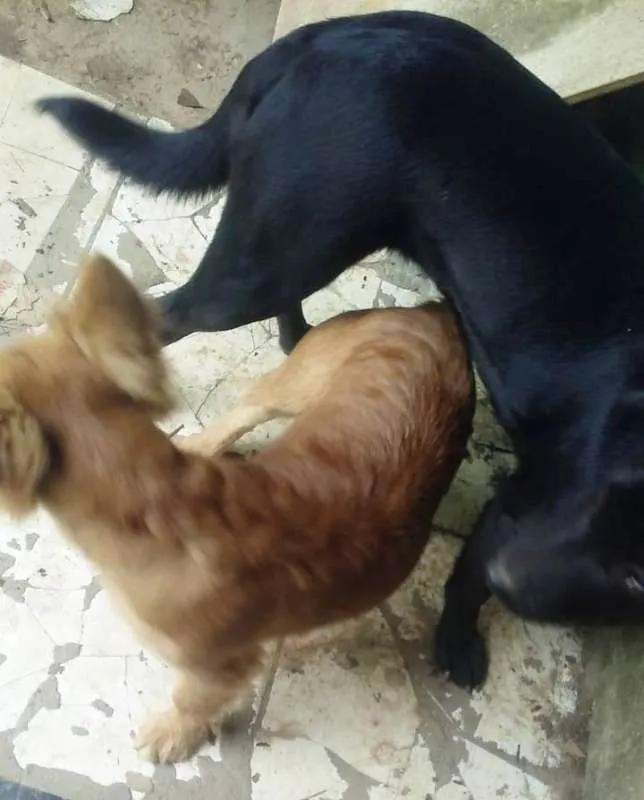 Cachorro ra a SRD idade 2 a 6 meses nome Mila