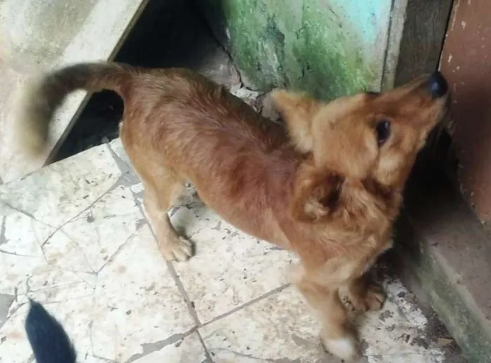 Cachorro ra a SRD idade 2 a 6 meses nome Mila