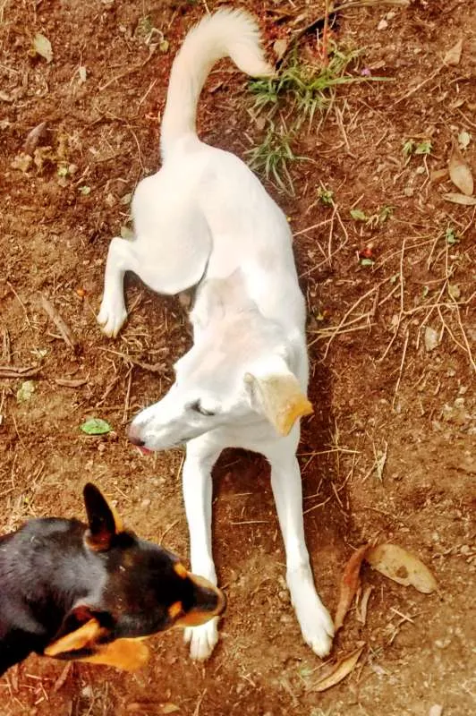 Cachorro ra a SRD idade 7 a 11 meses nome Jhully