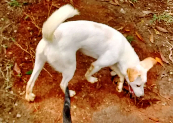 Cachorro ra a SRD idade 7 a 11 meses nome Jhully