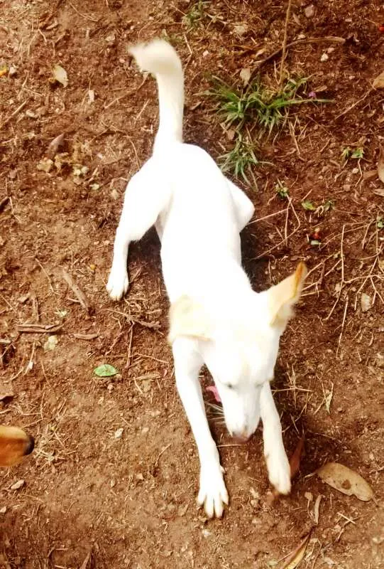 Cachorro ra a SRD idade 7 a 11 meses nome Jhully