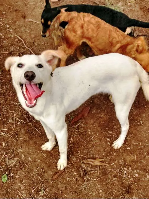 Cachorro ra a SRD idade 7 a 11 meses nome Jhully
