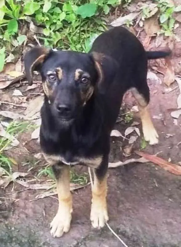 Cachorro ra a SRD idade 2 a 6 meses nome Lola