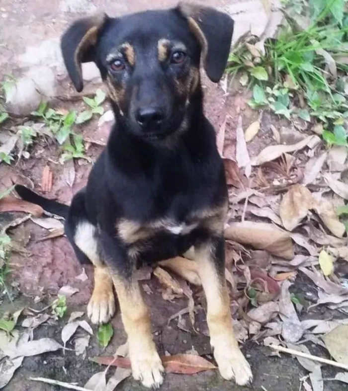 Cachorro ra a SRD idade 2 a 6 meses nome Lola
