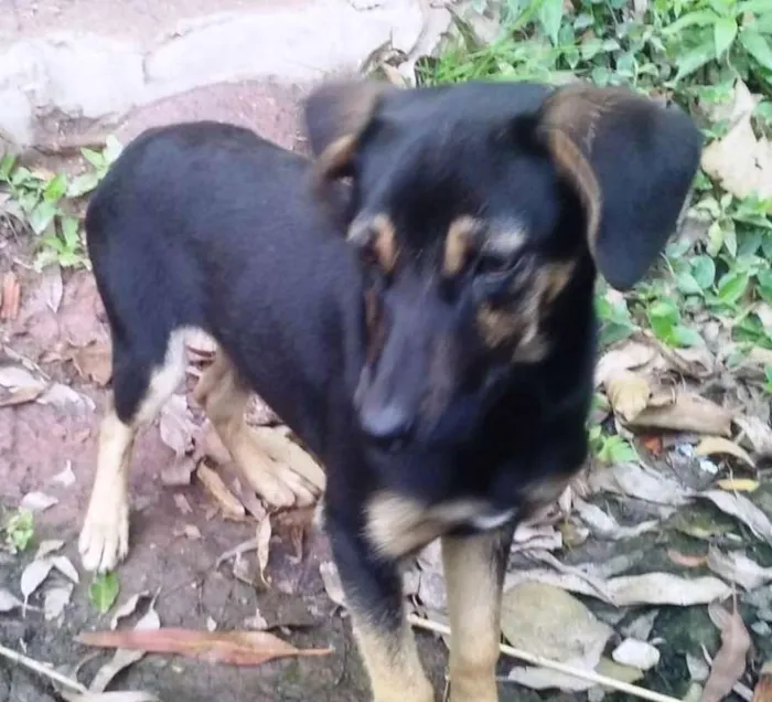 Cachorro ra a SRD idade 2 a 6 meses nome Lola