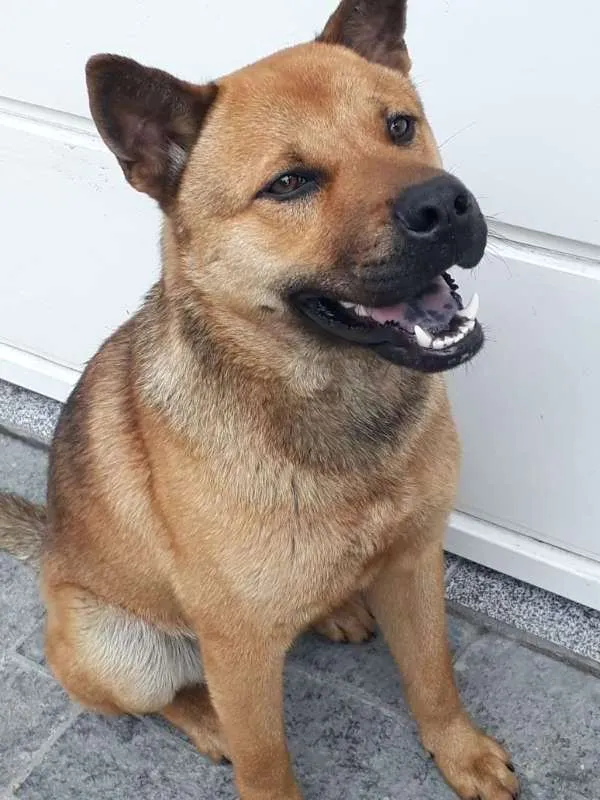 Cachorro ra a Chow Chow idade 7 a 11 meses nome Mike