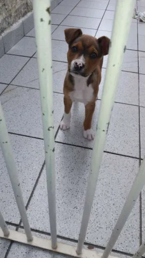 Cachorro raça Desconhecido  idade 2 a 6 meses nome Dudu 