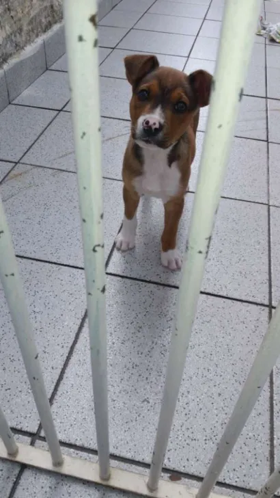 Cachorro raça Desconhecido  idade 2 a 6 meses nome Dudu 