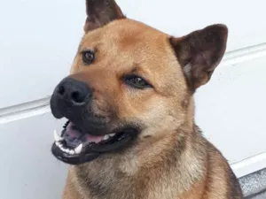 Cachorro raça Chow Chow idade 7 a 11 meses nome Mike