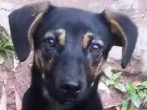 Cachorro raça SRD idade 2 a 6 meses nome Lola