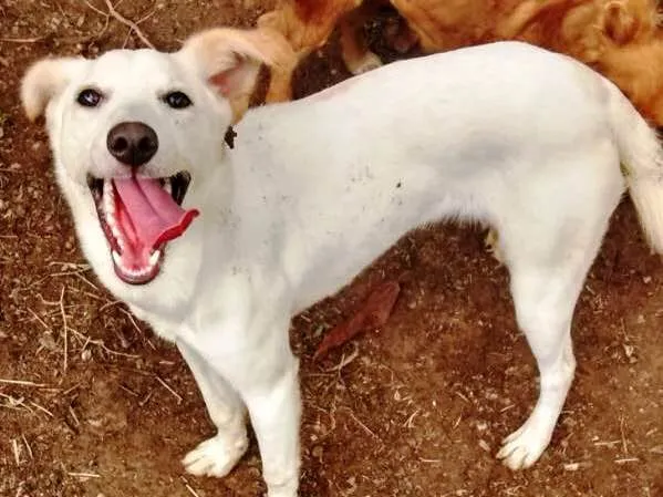 Cachorro ra a SRD idade 7 a 11 meses nome Jhully