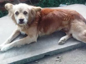 Cachorro raça SRD idade 6 ou mais anos nome Sansão