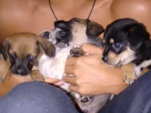 Cachorro raça Vira-lata com bassett idade Abaixo de 2 meses nome Sem nome