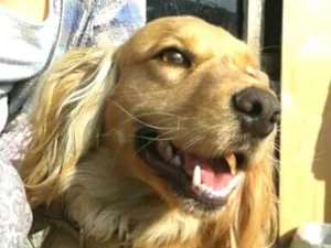 Cachorro raça Cocker ( mestiço) idade 5 anos nome Teddy