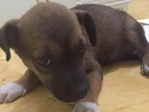 Cachorro raça Desconhecida idade Abaixo de 2 meses nome Preto