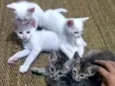 Gatineos fofinhineos