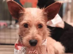 Cachorro raça SRD idade 4 anos nome Estopinha