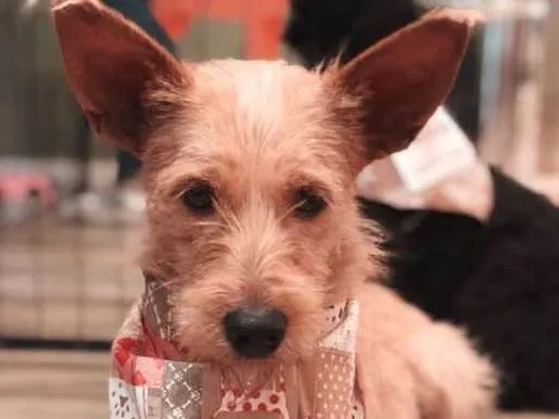 Cachorro ra a SRD idade 4 anos nome Estopinha