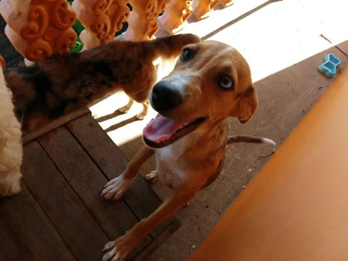 Cachorro ra a Vira Lata idade 2 a 6 meses nome Gamora