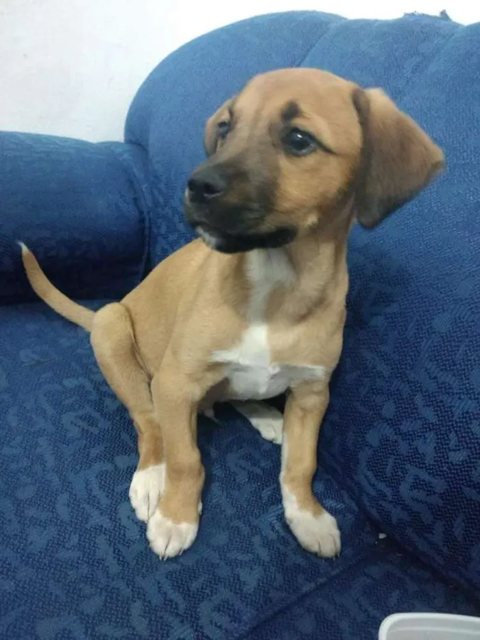 Cachorro ra a SRF idade 2 a 6 meses nome Zézé