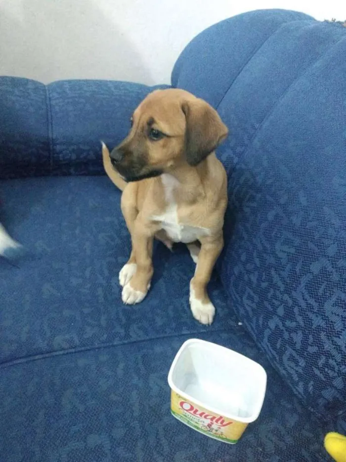 Cachorro ra a SRF idade 2 a 6 meses nome Zézé