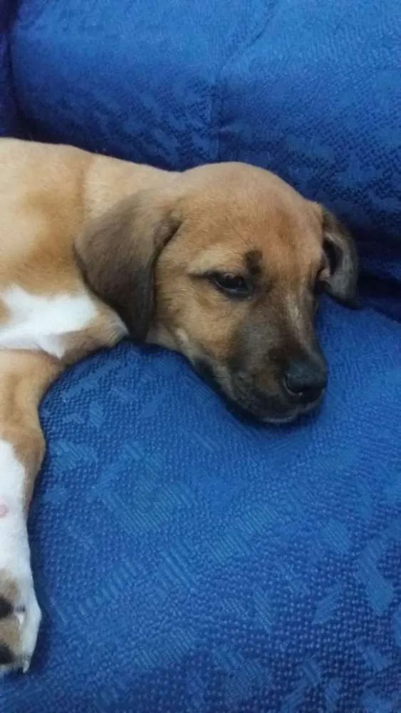 Cachorro ra a SRF idade 2 a 6 meses nome Zézé