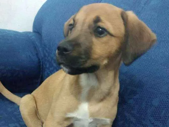 Cachorro ra a SRF idade 2 a 6 meses nome Zézé