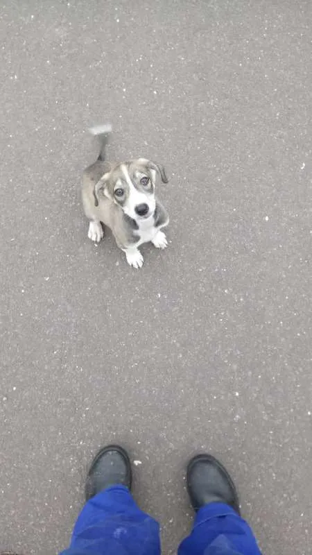 Cachorro ra a Vira lata idade 2 a 6 meses nome Bell