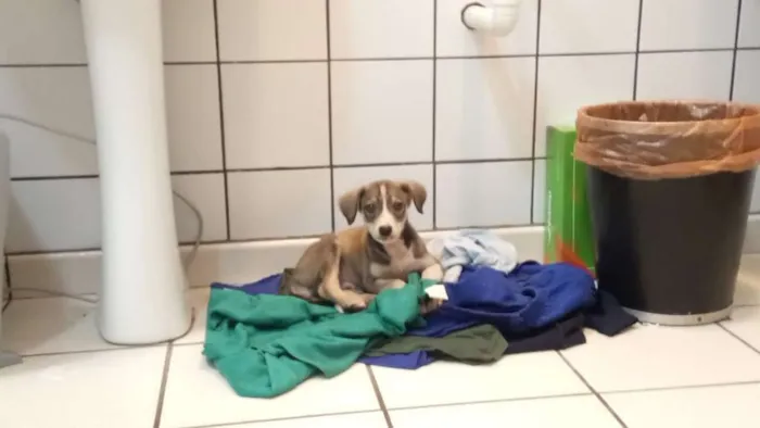 Cachorro ra a Vira lata idade 2 a 6 meses nome Bell