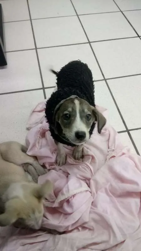 Cachorro ra a Vira lata idade 2 a 6 meses nome Bell