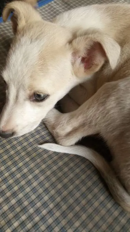 Cachorro ra a Vira Lata idade 2 a 6 meses nome Jingle