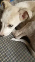 Jingle
