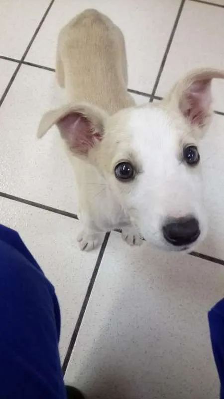 Cachorro ra a Vira Lata idade 2 a 6 meses nome Jingle