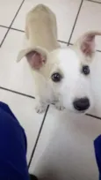 Jingle